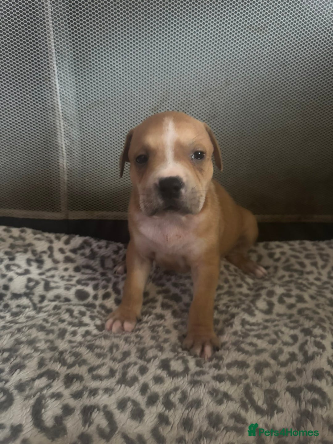 American Bull Staffy dogs for sale: American staffie puppies - Advert 2