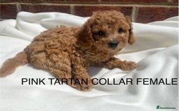 Cavapoo dogs for sale: Extensively DNA 200 tests BVA heart/eyes clear  - Image 16