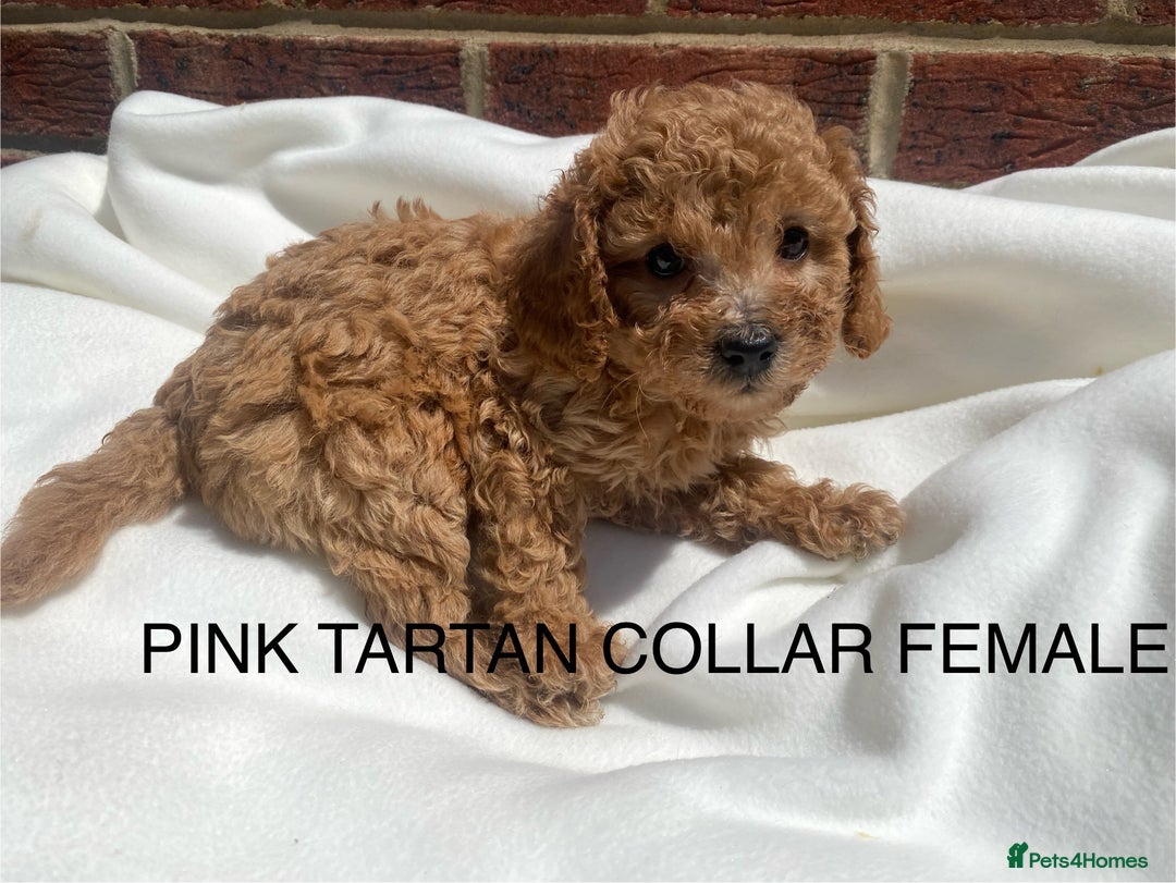 Cavapoo dogs for sale: Extensively DNA 200 tests BVA heart/eyes clear  - Image 16