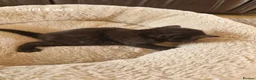 Mixed Breed cats for sale: Beautiful Domestic Shorthair Female Kitten - Advert 11