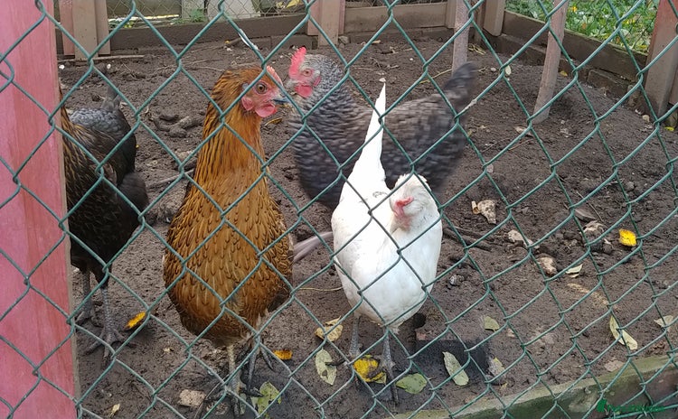 Hens poultry 6 hybrid hens  - Advert 3