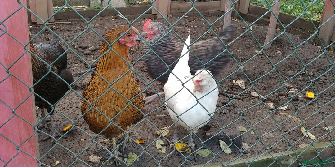 Hens poultry for sale: 6 hybrid hens  - Advert 1