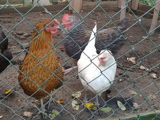 Hens poultry 6 hybrid hens - Advert 1