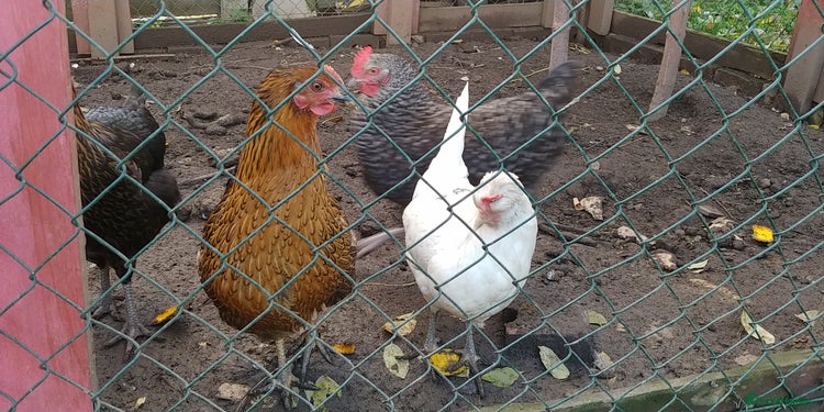 Hens poultry 6 hybrid hens - Advert 1