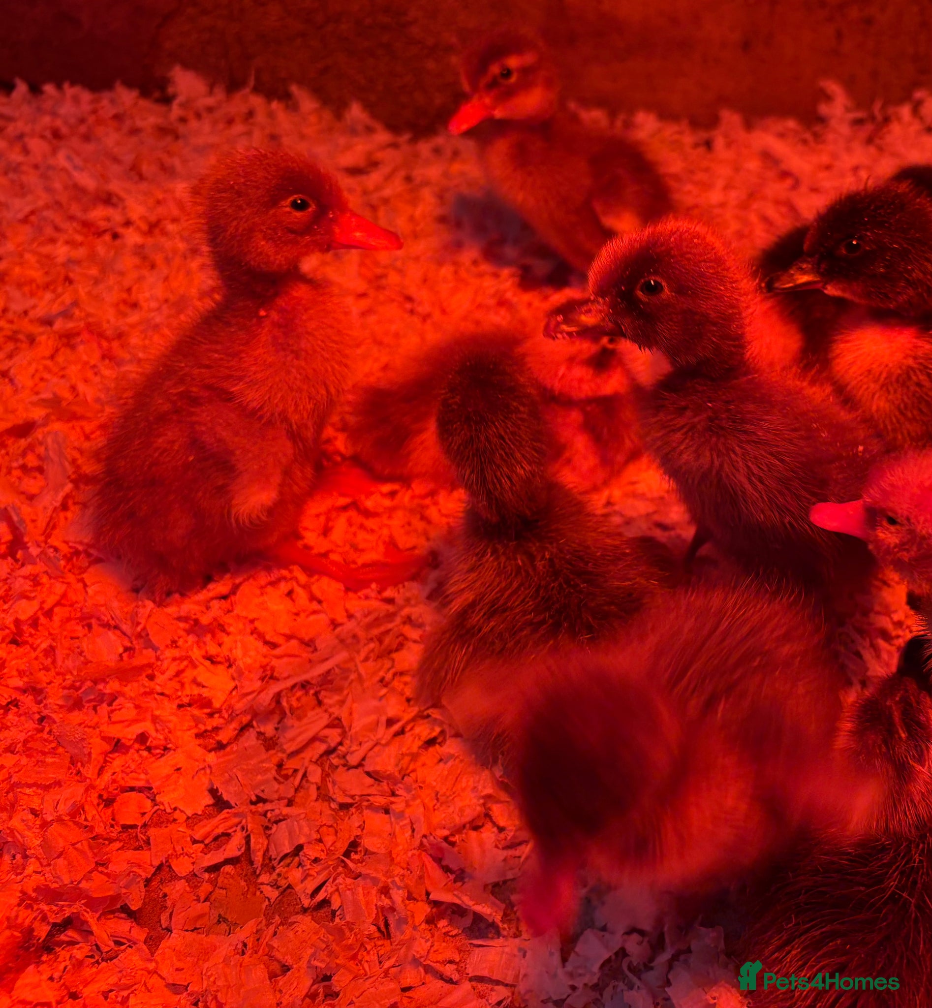 Ducks poultry Indian runner ducklings  - Advert 2