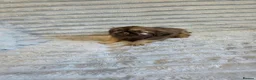 Shih Tzu dogs for sale: Imperial shih tzu babies in Barnsley - Advert 8