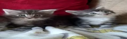 Maine Coon cats for sale: 3/4 mainecoon  kittens for sale  - Advert 3