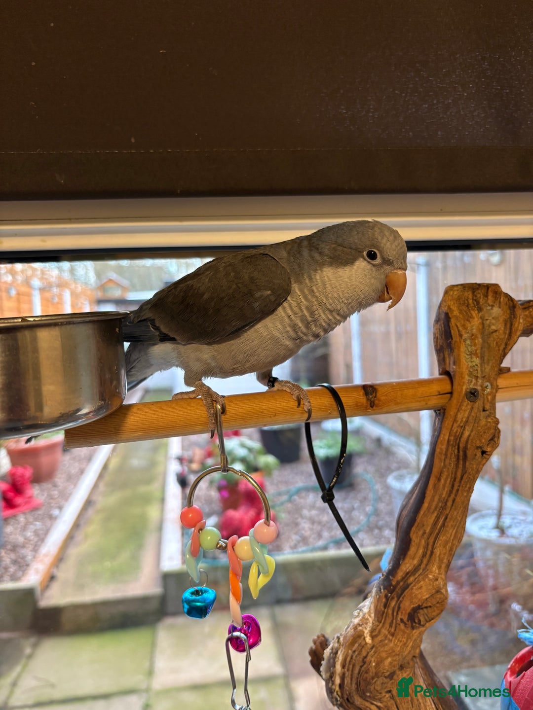 Parrots birds for sale: Quaker parrot - Advert 2