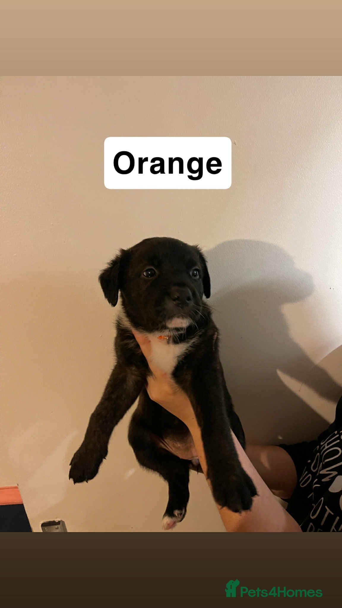 Mixed Breed dogs ADVERT PAUSED. Gorgeous puppies for sale - Advert 6