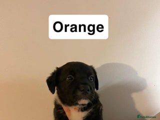 Mixed Breed dogs ADVERT PAUSED. Gorgeous puppies for sale - Advert 6