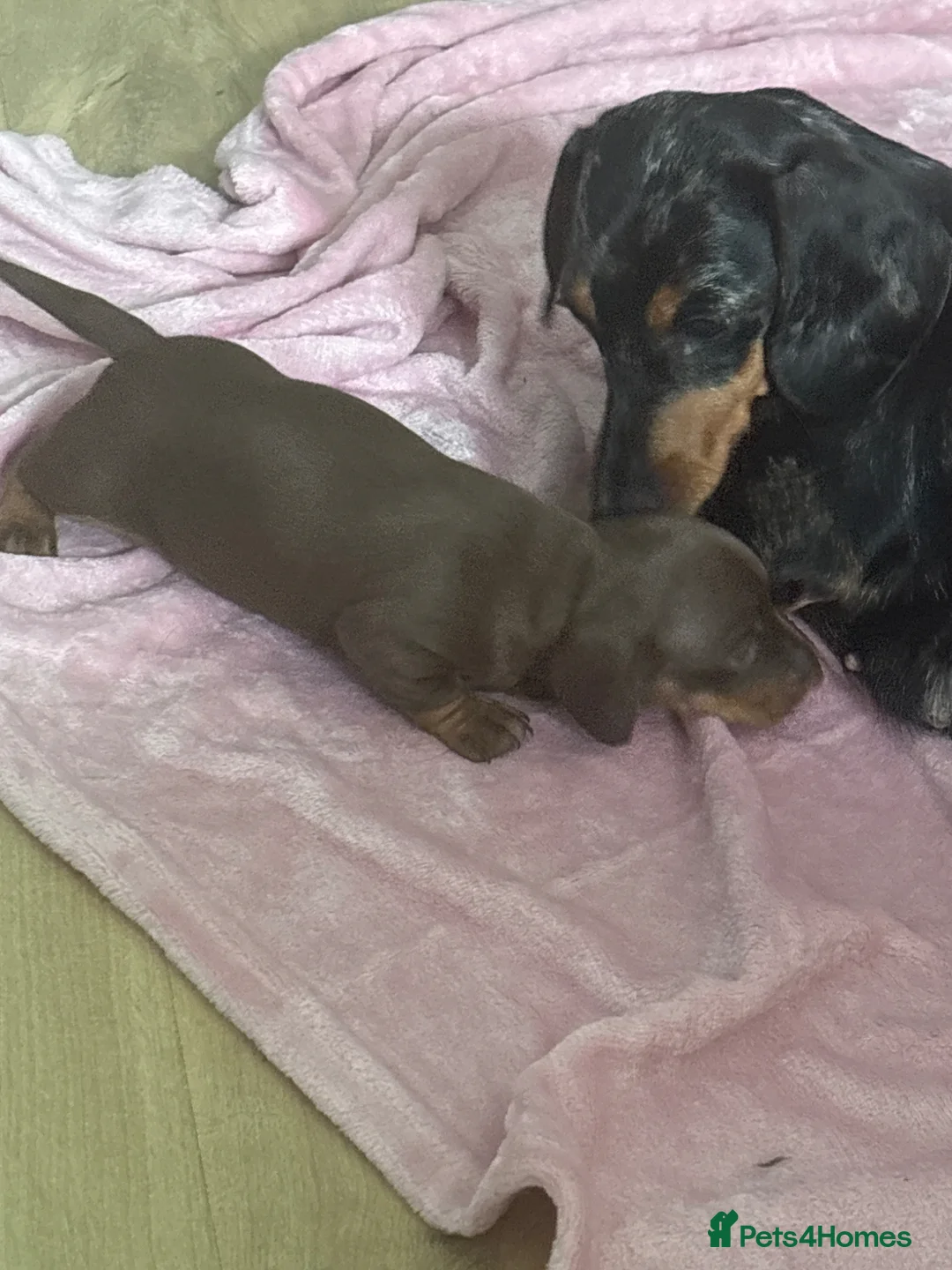 Miniature Dachshund dogs for sale: Miniature Dacshund Pupp  - Advert 6