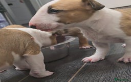 English Bull Terrier dogs for sale: Top Quality health tested champions lines - Image 15