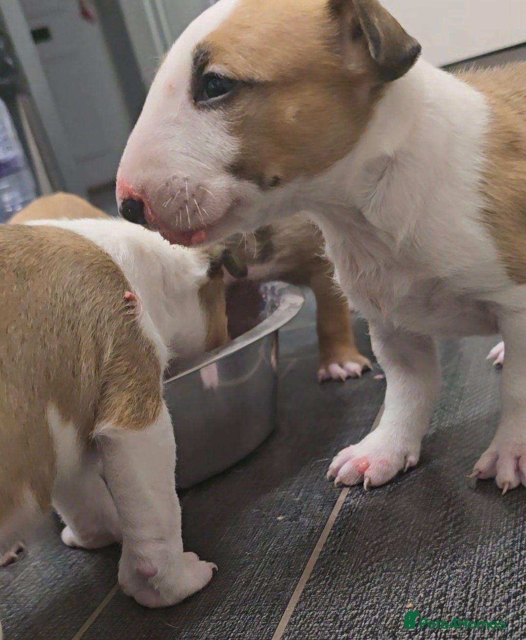 English Bull Terrier dogs for sale: Top Quality health tested champions lines - Image 15