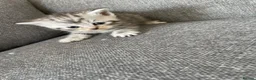 Mixed Breed cats for sale: Exotic cross kittens  - Advert 4