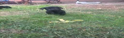 Labrador Retriever dogs for sale: Labrador puppies  in Welwyn Garden City - Advert 9