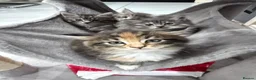 Maine Coon cats for sale: Full Pedigree Maine Coon Kittens  - Advert 4