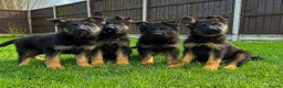 German Shepherd dogs for sale: Outstanding KC German Shepherd puppies - Advert 5