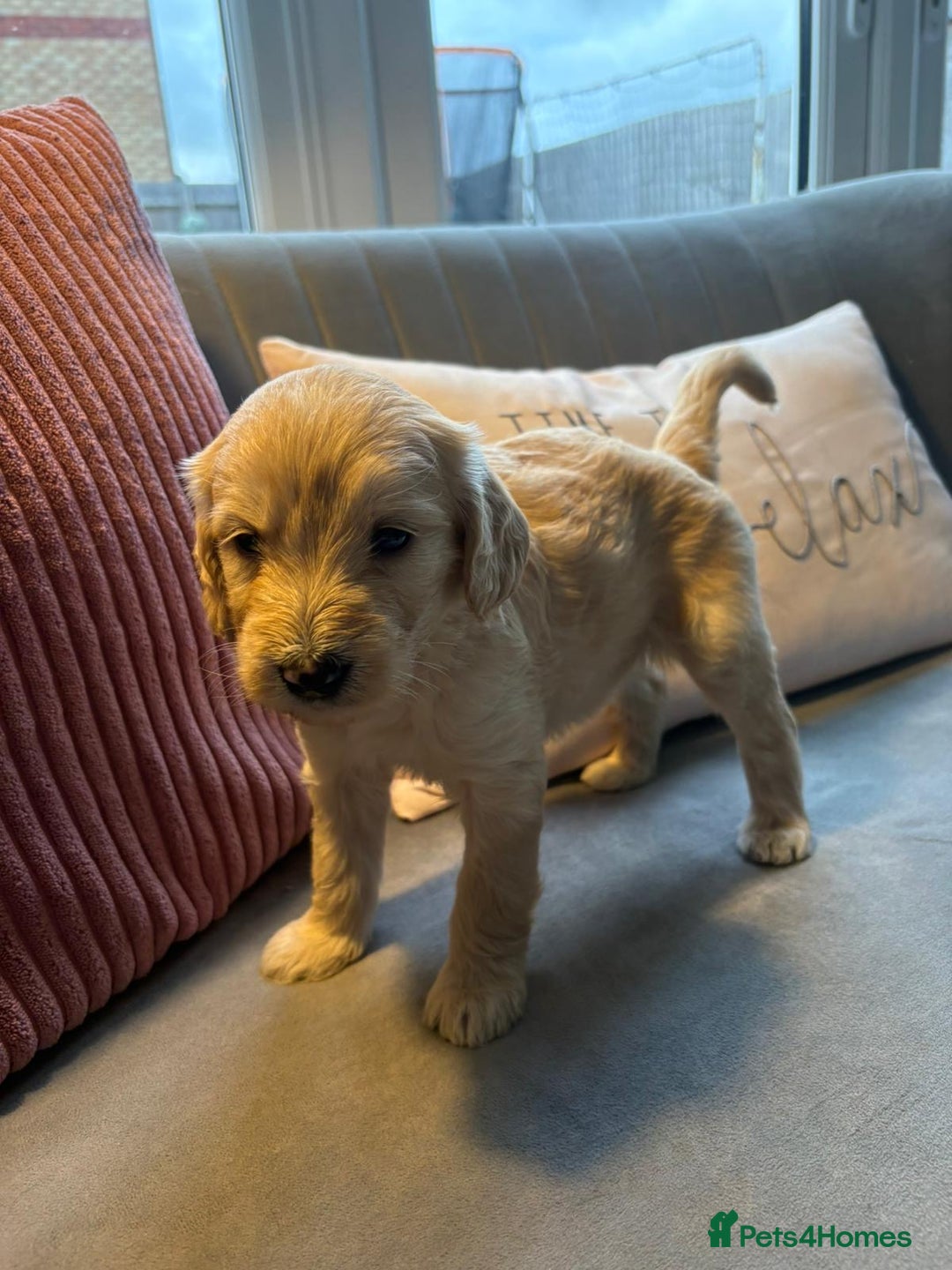 Labradoodle dogs for sale: Labradoodle puppies x 3 girls left ❤️ - Advert 6