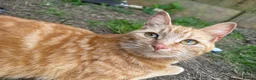 Mixed Breed cats for sale: kittens for sale Maine coon crosses  in Warminster - Advert 1