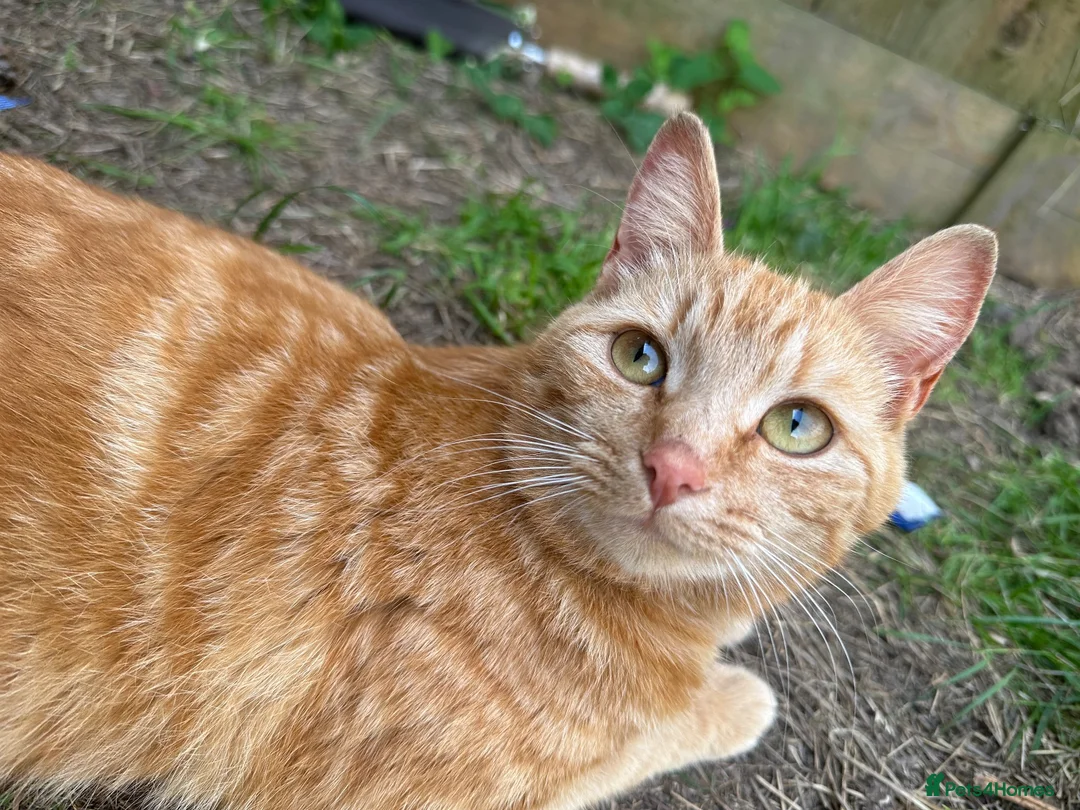 Mixed Breed cats for sale: kittens for sale Maine coon crosses  in Warminster - Advert 1