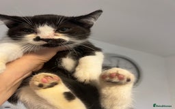 British Shorthair cats for sale: British short hair mixed kittens  - Image 9