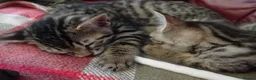 Bengal cats for sale: 4x Girls & 4x Boys – Stunning Bengal cross Kittens - Advert 8