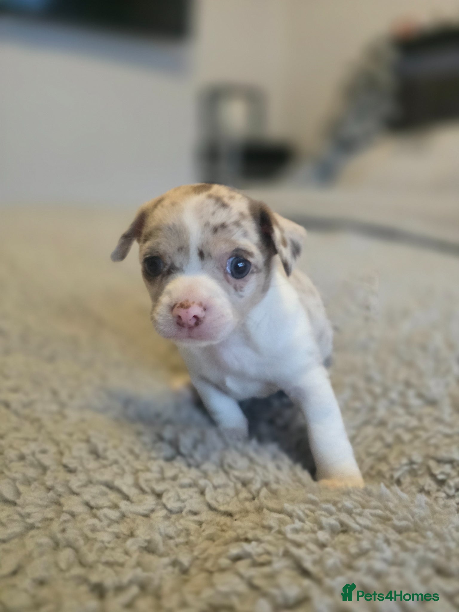 Chihuahua dogs Chiuhuhua cap short-haired - Advert 10