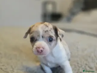 Chihuahua dogs Chiuhuhua cap short-haired - Advert 10