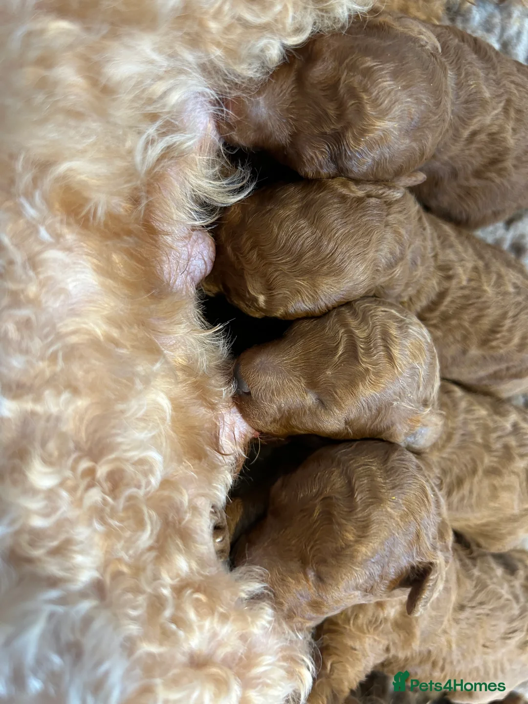 Cavalier King Charles Spaniel dogs for stud: 🌹KC REGISTERED HEALTH TESTED RUBY CKC FOR STUD in Sheerness - Advert 11