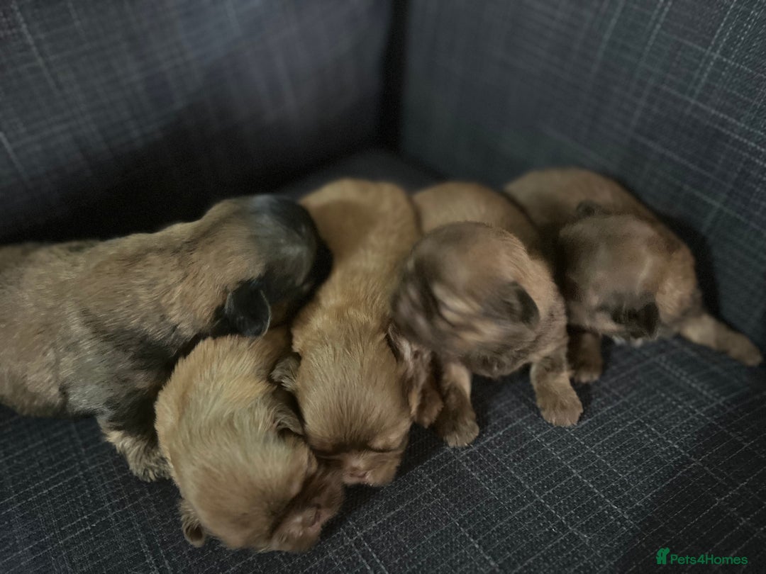 Shih Tzu dogs for sale: Beautiful litter or imperial Shih Tzu puppies  - Advert 12