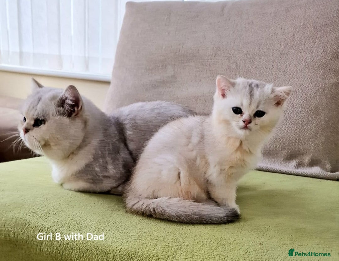 British Shorthair cats for sale: ❤ Pedigree British Short/Long Hair Kittens ❤ - Advert 7