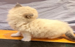 Ragdoll cats for sale: Ragdoll kittens - Image 9