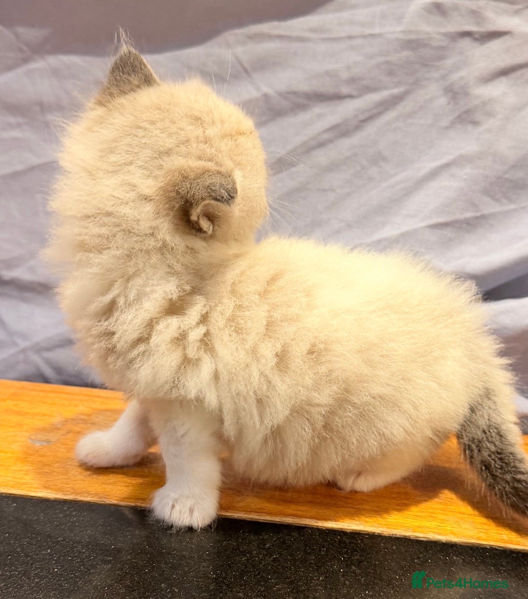 Ragdoll cats for sale: Ragdoll kittens - Image 9