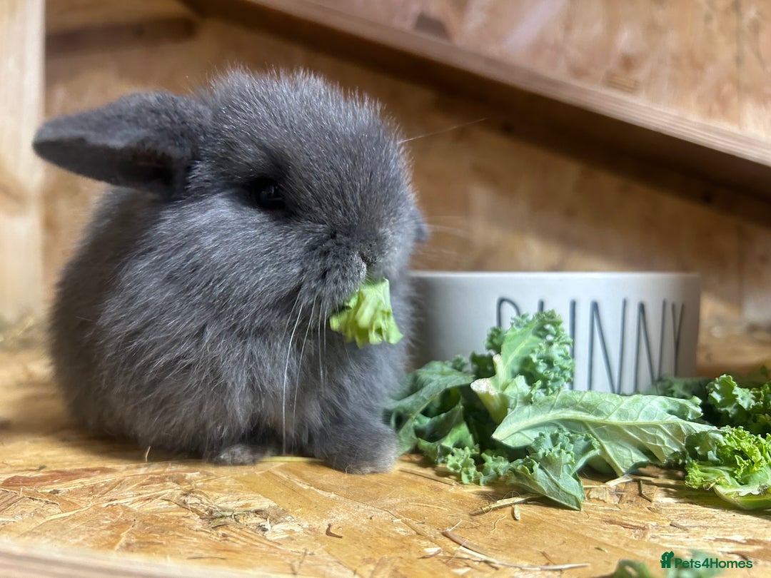 Mini Lop rabbits for sale: Beautiful baby  mini lops bunny’s  in Taunton - Image 7