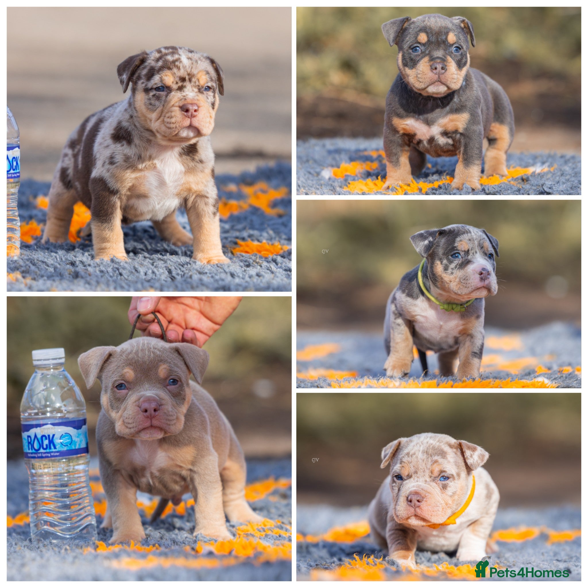 American Bully dogs Pocket bully’s for sale  - Advert 9