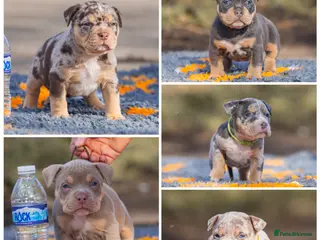 American Bully dogs Pocket bully’s for sale - Advert 9