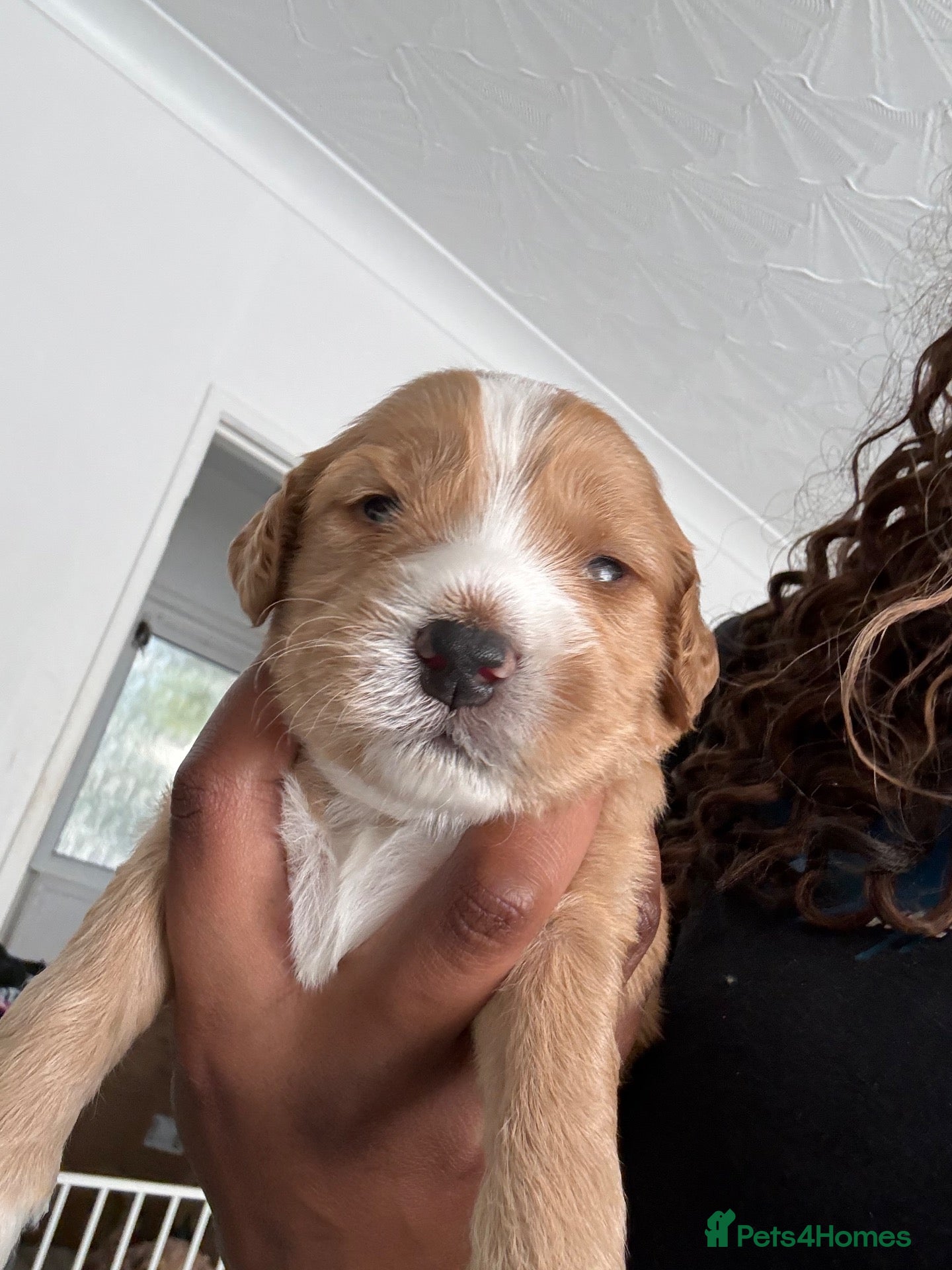 Cockapoo dogs 6 Gorgeous Cockapoo Puppies Seeking Loving Homes - Advert 2