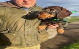 Dachshund dogs for stud: Standard Wirehaired Dachshund/Teckel Stud - Image 2