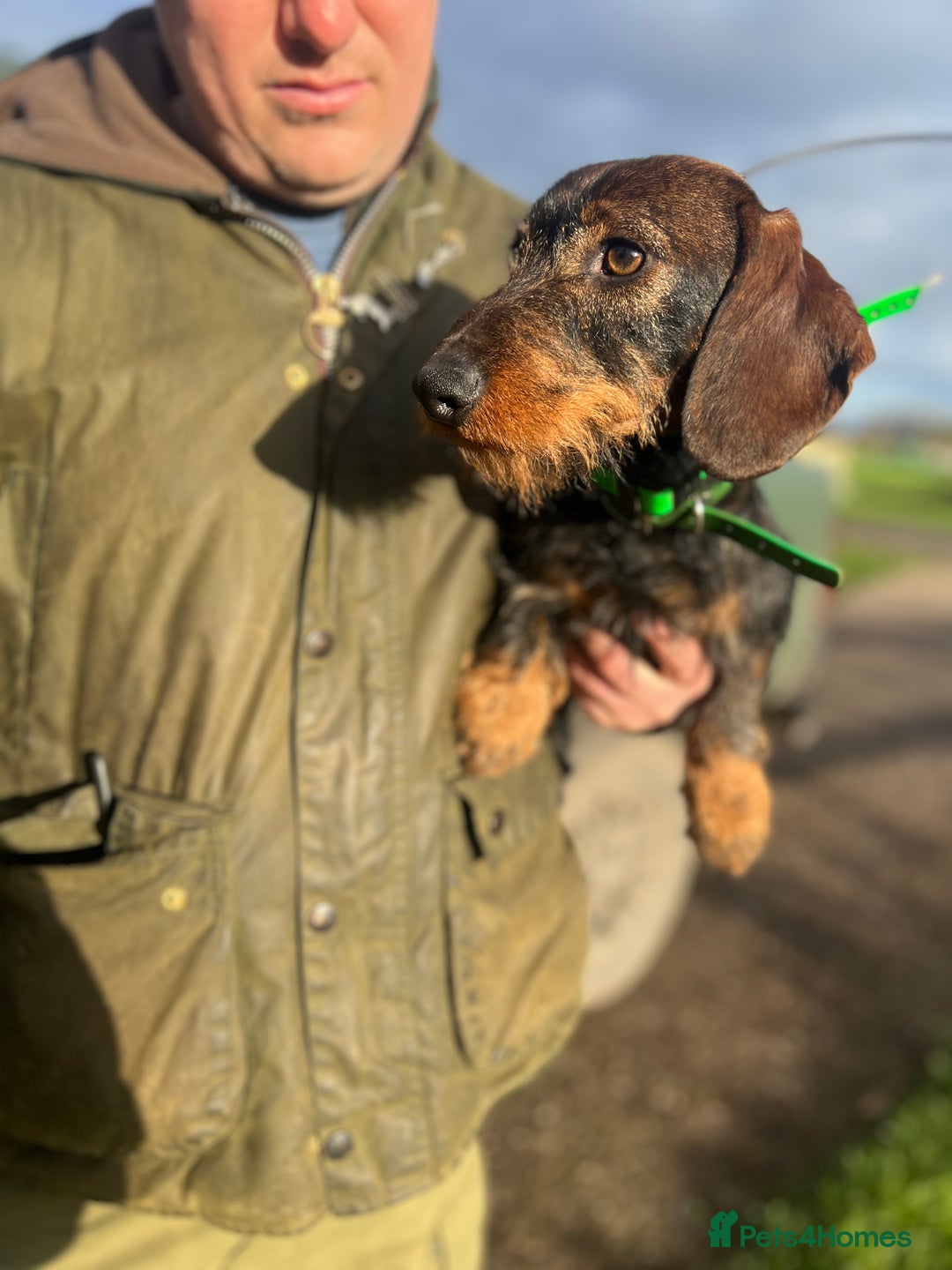 Dachshund dogs for stud: Standard Wirehaired Dachshund/Teckel Stud - Image 2