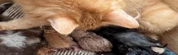 British Shorthair cats for sale: Beautiful Unusual Kittens for sale - Advert 10