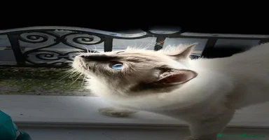 Ragdoll cats in London - Advert 12