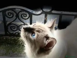 Ragdoll cats Pure Ragdoll stud in London - Advert 18