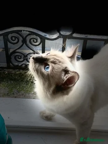 Ragdoll cats in London - Advert 1