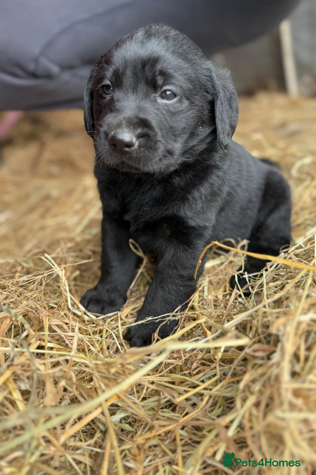 Labrador Retriever dogs for sale: Labrador retriever pups for sale black and gold X in Newark - Advert 16