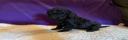 Toy Poodle dogs for sale: GORGEOUS Toy Poodles, DNA health tested parents  - Advert 30