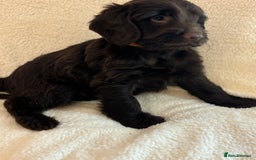Cockapoo dogs for sale: Ready now and complete health check ❤️ - Image 1
