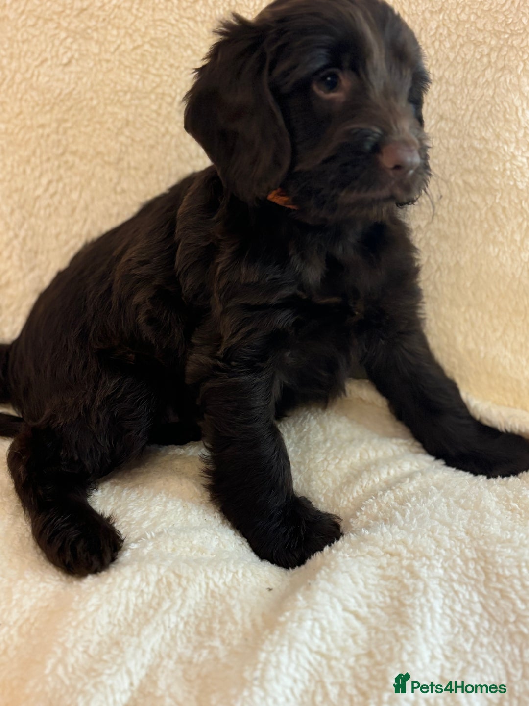 Cockapoo dogs for sale: Ready now and complete health check ❤️ - Image 1