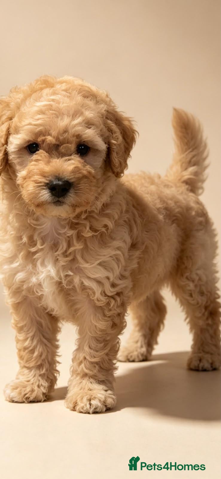 Poochon dogs Lovely poochon puppy's 💗 - Advert 4