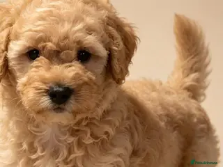 Poochon dogs Lovely poochon puppy's 💗 - Advert 1