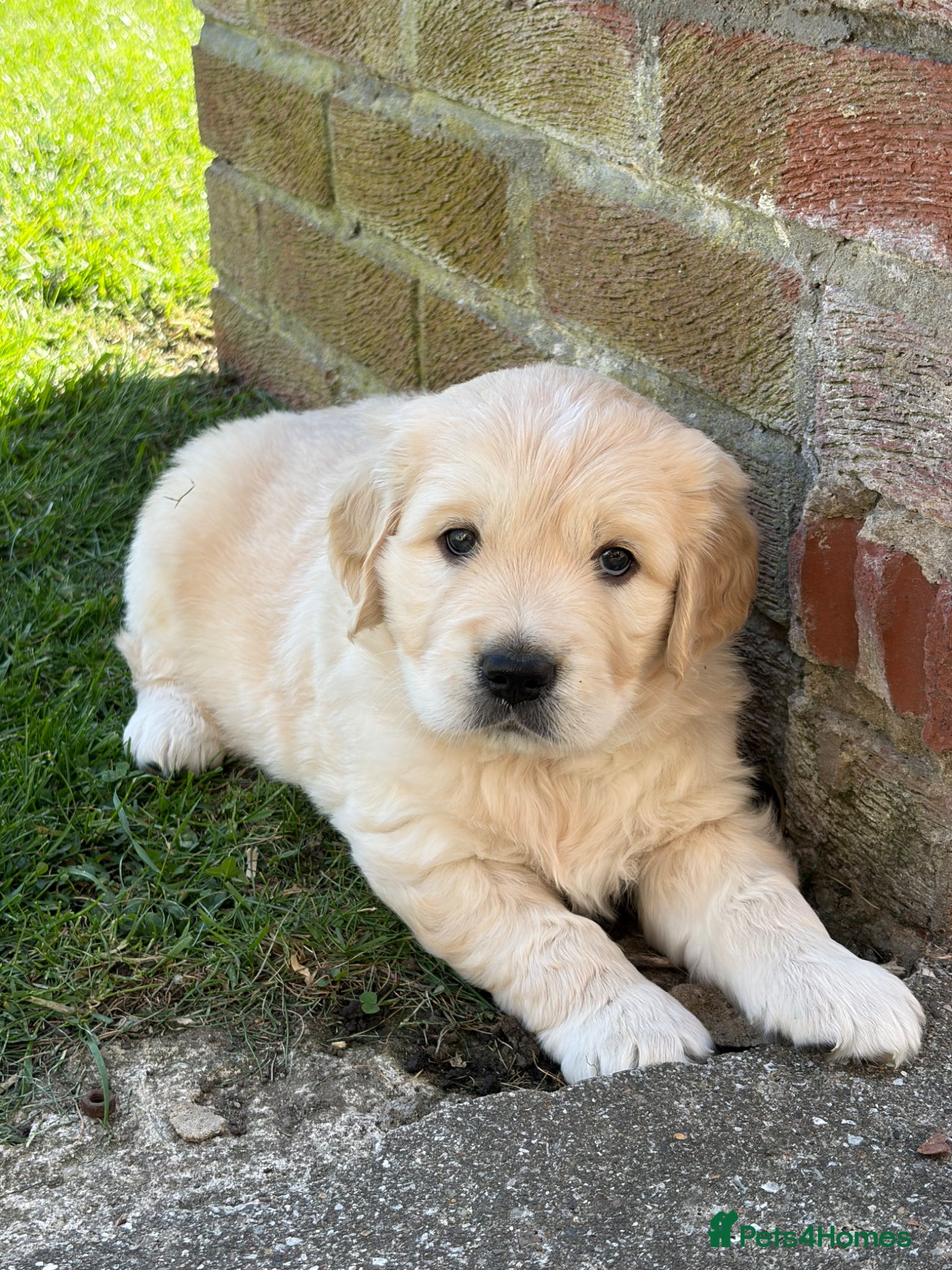 Golden Retriever dogs 1 beautiful male golden retriever - Advert 4